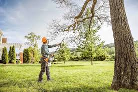 Best Tree Removal  in Harrodsburg, KY