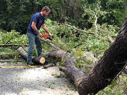 Best Emergency Tree Removal  in Harrodsburg, KY