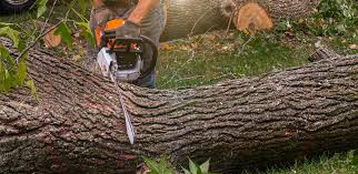 Best Hazardous Tree Removal  in Harrodsburg, KY
