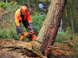 Best Stump Grinding and Removal  in Harrodsburg, KY