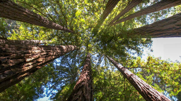Best Tree Preservation Services  in Harrodsburg, KY
