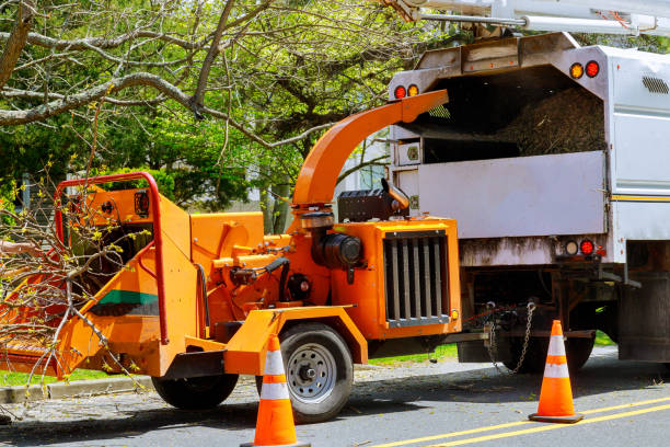 Best Tree Disease Treatment  in Harrodsburg, KY