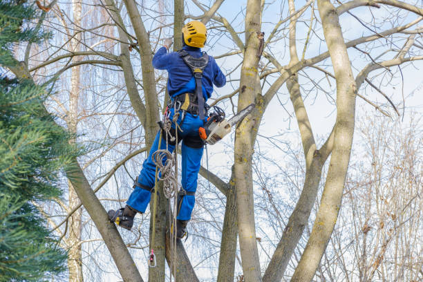 Best Tree Health Inspection  in Harrodsburg, KY