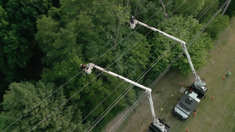 Best Tree and Shrub Care  in Harrodsburg, KY