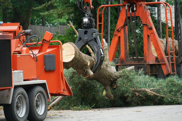 Best Utility Line Clearance  in Harrodsburg, KY