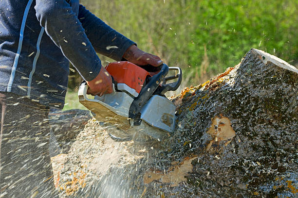 How Our Tree Care Process Works  in  Harrodsburg, KY