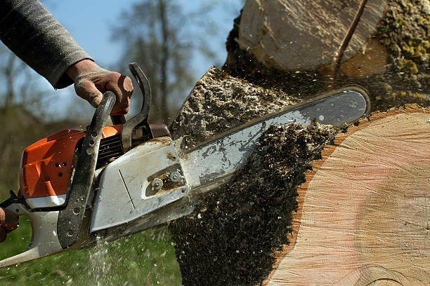 Best Lawn Pest Prevention  in Harrodsburg, KY