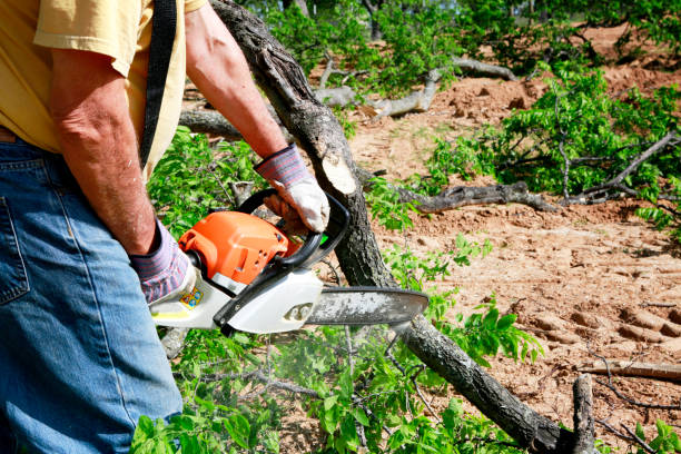 Best Lawn Maintenance Plans  in Harrodsburg, KY